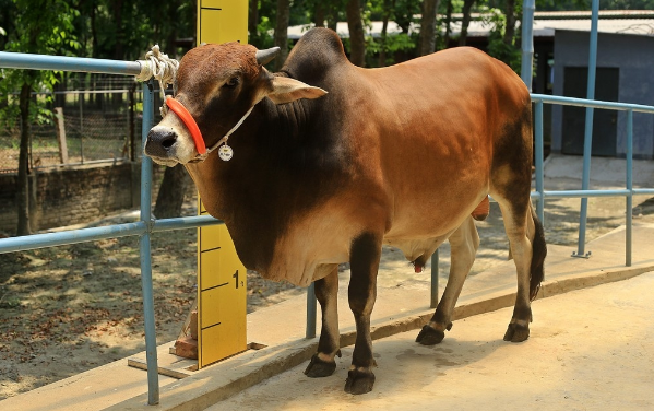 Male - Bull (ষাঁড়)